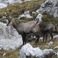 flora e fauna dolomitica presso il rifugio Brentei