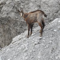 flora e fauna dolomitica presso il rifugio Brentei