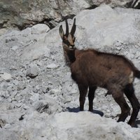 flora e fauna dolomitica presso il rifugio Brentei