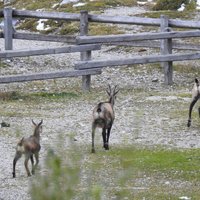 flora e fauna dolomitica presso il rifugio Brentei