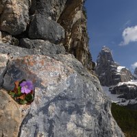 flora e fauna dolomitica presso il rifugio Brentei