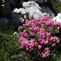 flora e fauna dolomitica presso il rifugio Brentei