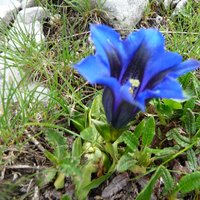 flora e fauna dolomitica presso il rifugio Brentei