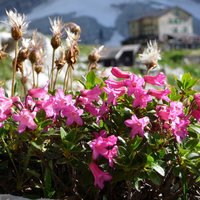 flora e fauna dolomitica presso il rifugio Brentei