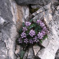 flora e fauna dolomitica presso il rifugio Brentei