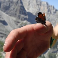 flora e fauna dolomitica presso il rifugio Brentei