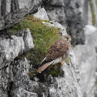 flora e fauna dolomitica presso il rifugio Brentei