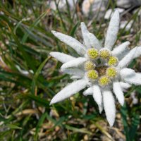 flora e fauna dolomitica presso il rifugio Brentei