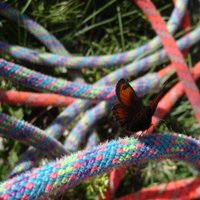 flora e fauna dolomitica presso il rifugio Brentei