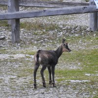 flora e fauna dolomitica presso il rifugio Brentei