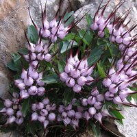 flora e fauna dolomitica presso il rifugio Brentei