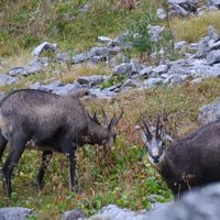 flora e fauna dolomitica presso il rifugio Brentei