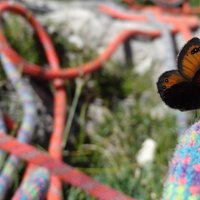 flora e fauna dolomitica presso il rifugio Brentei