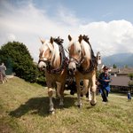 eccoli  - docili infaticabili Haflinger